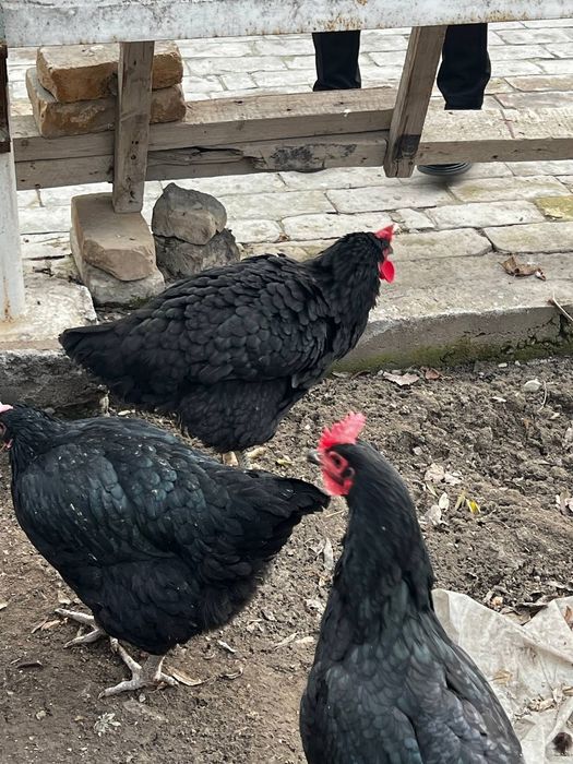 Гигант Кора Шахзода жужаларига заказ оламиз