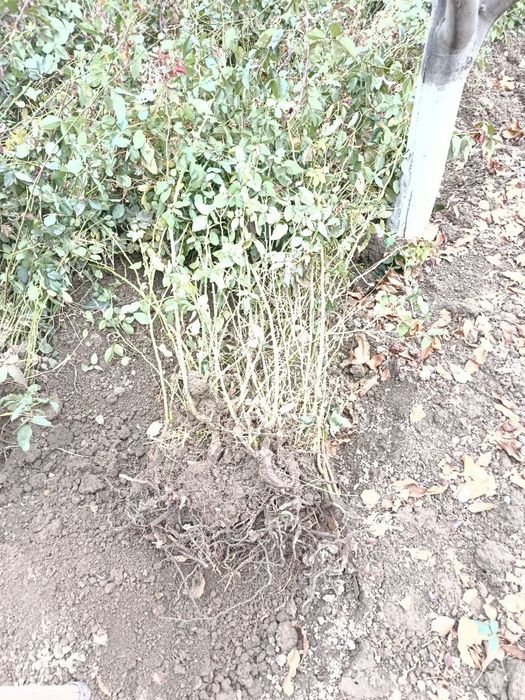 Атиргул кучатлари сотилади, чёрный магия