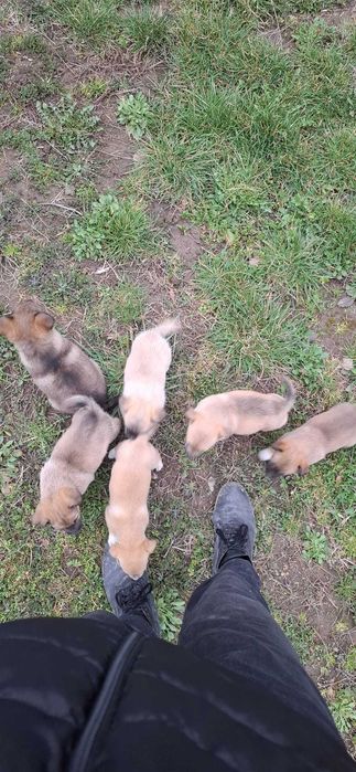 Cățeluși drăgălași