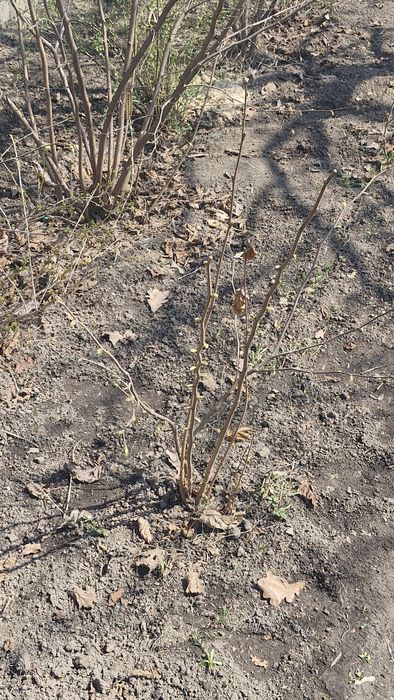 Фундук Трапезунд