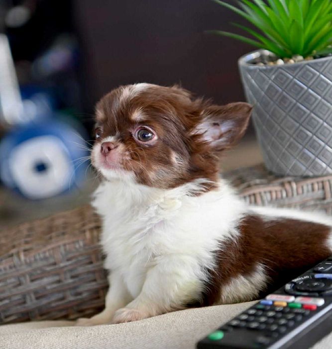 Мъжко дългокосместо мини чихуахуа бял шоколадов тен