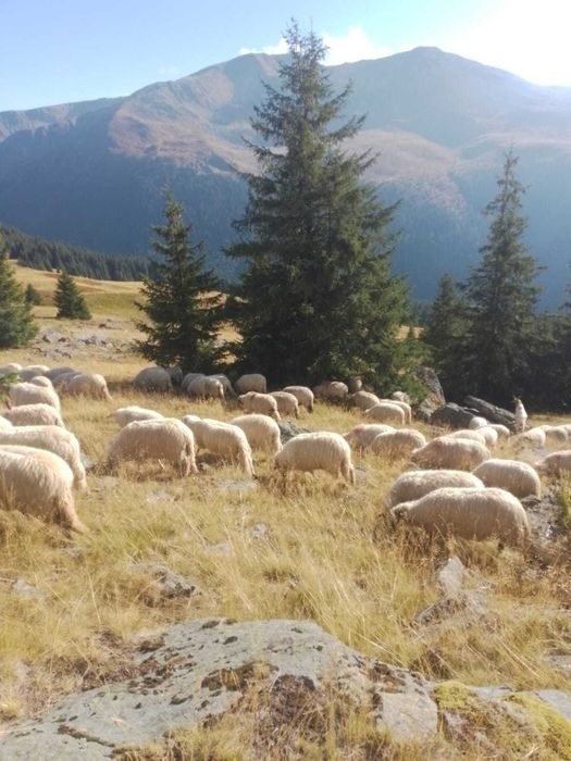Vând oi tinere(maxim la a-2-a fătare ), rasă țurcana