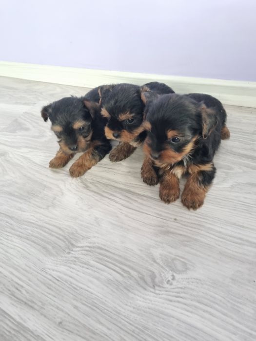 Йоркшир териери момчета.