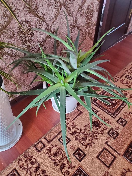 Домашние  цветы многа видов