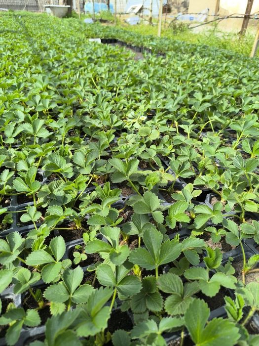 Италиянинг эртапишар альба, клери ва ремонтант мурано  кўчатлари