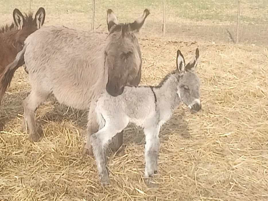 Magarița cu pui de o zi