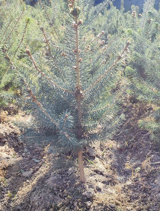 Голубой ель сотилади