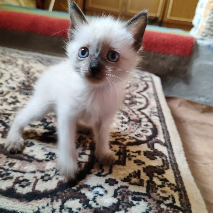 Отдадим котят бауырластар 2