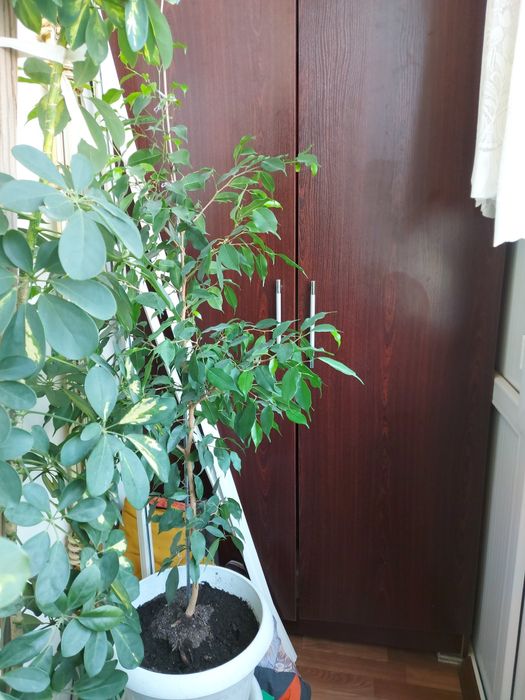 Комнатные растение цветы шифлера