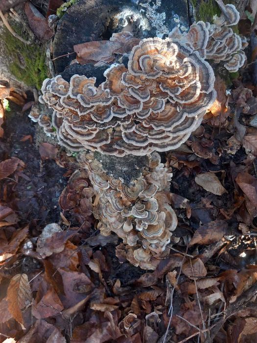 Disponibile ciuperci coada curcanului