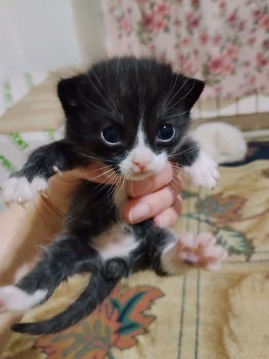 Отдам котят в хорошие руки