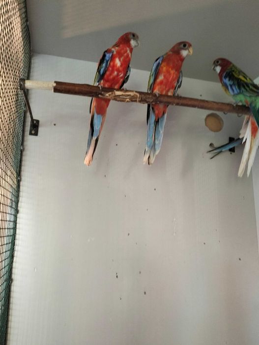 Papagali cântători și rosella, tineret.