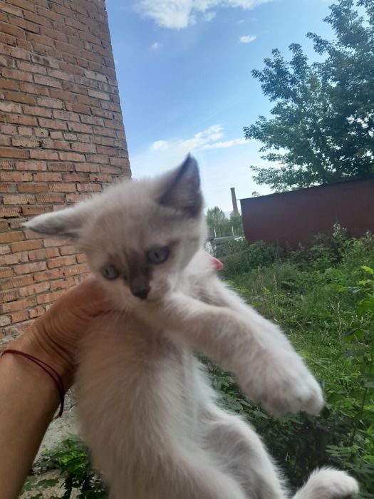 Срочно отдам котят