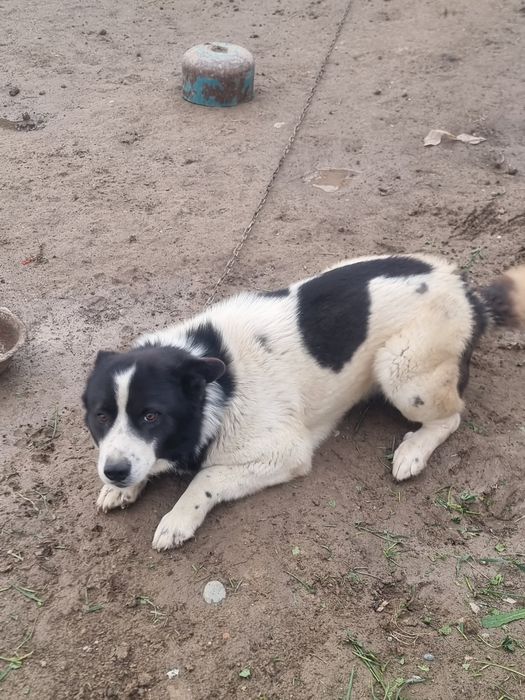 Собака! Казак ит