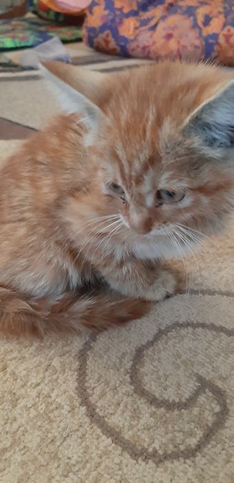 Ласковые,добрые игривые котята