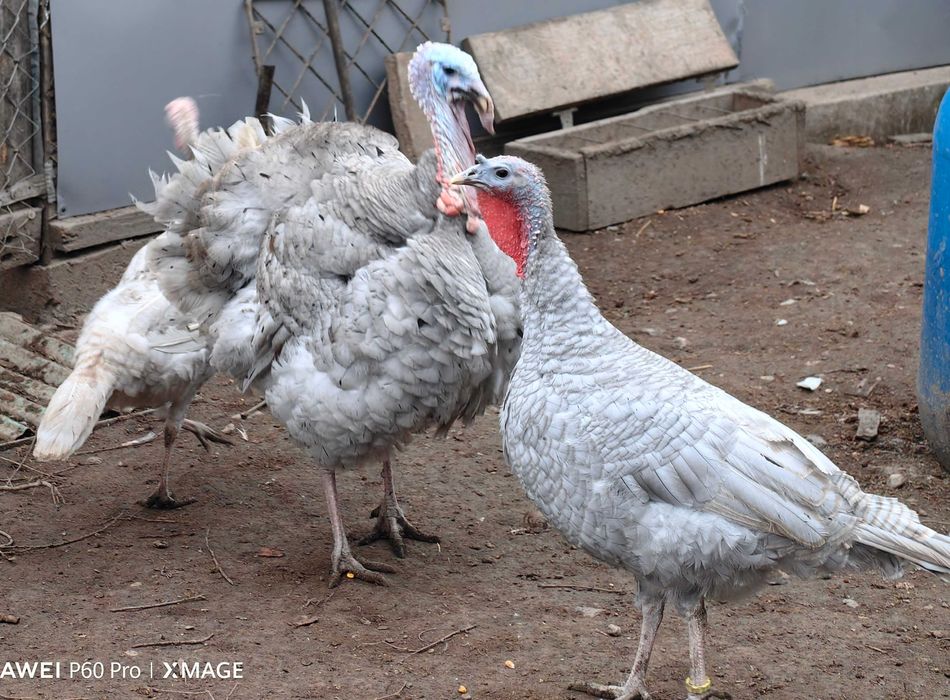 Oua curca pentru incubat sau consum, culoare deosebita lavanda
