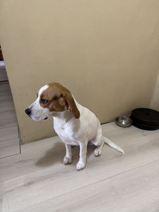 Подарявам Бигъл на 1г5м