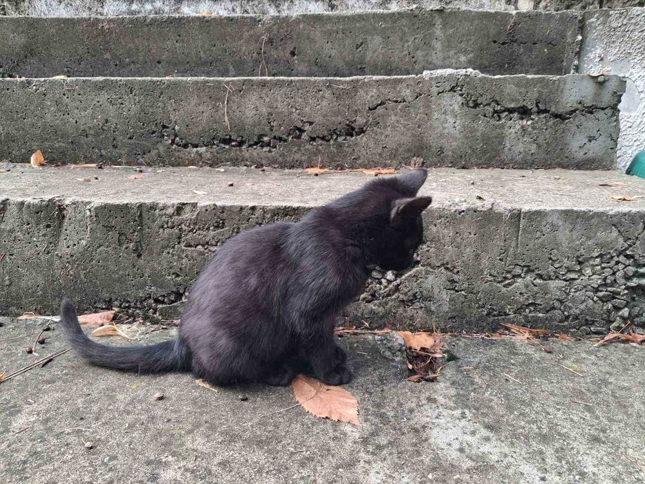 Коте бебе търси дом