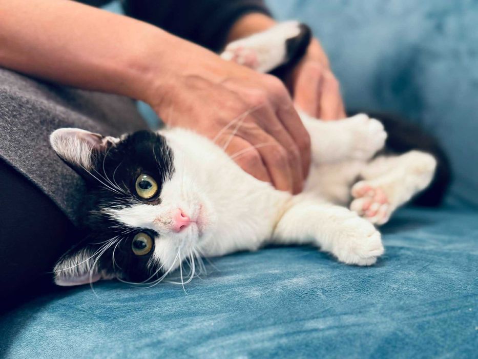 Коте Кари търси дом