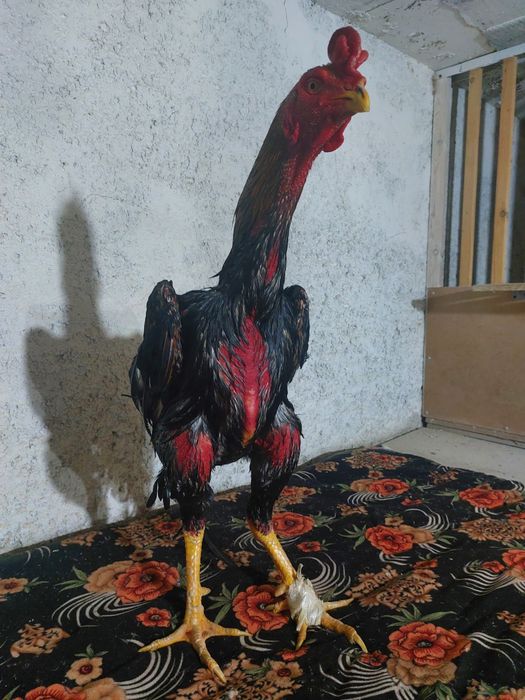 Бойцовский петухи