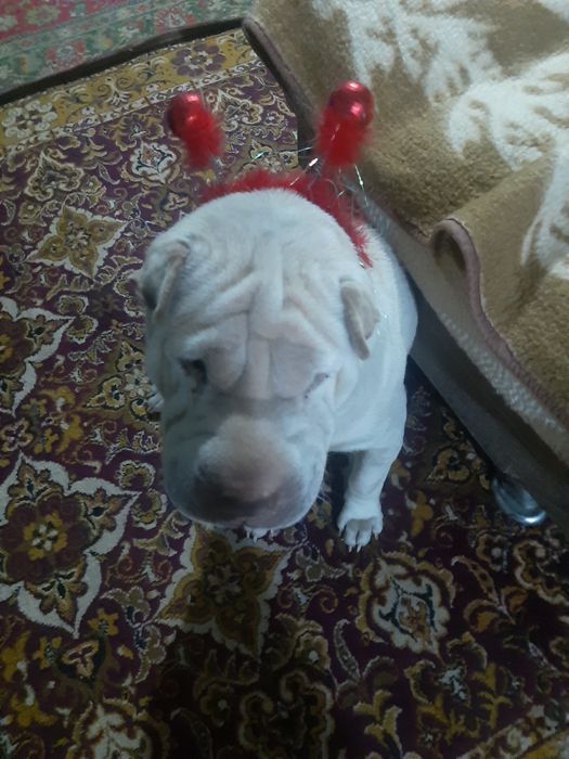 Шарпей. Кабель. .