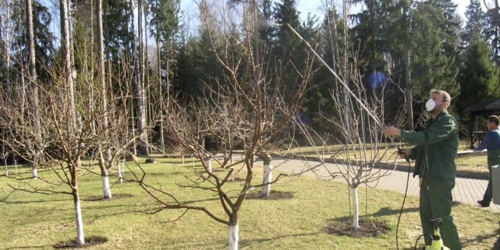 Спил деревья ағаш кесу и опрыскивание