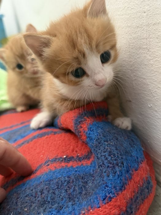 Отдам котят в хорошие, добрые руки.
