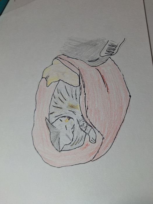 Рисую ваших питомцев