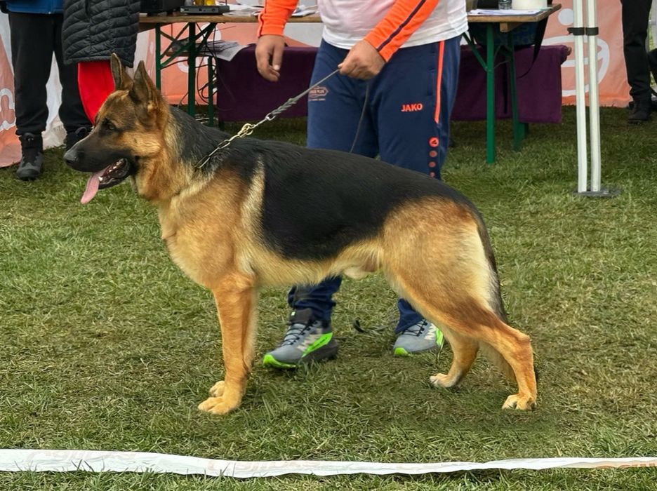 Mascul Ciobanesc German cu pedigree si drept de monta