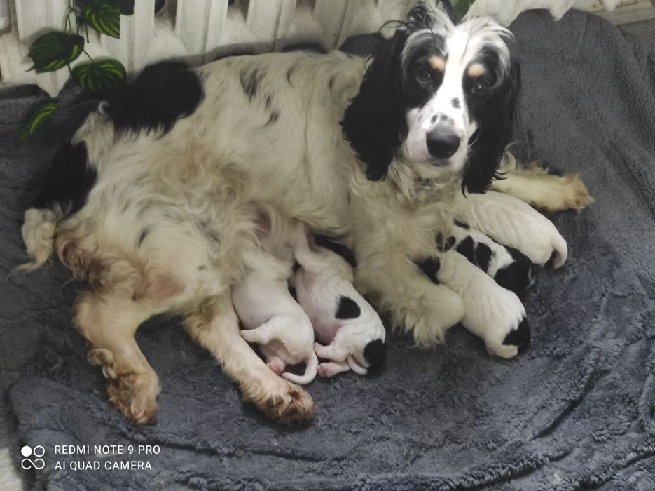 Предлагаются щенки к продаже