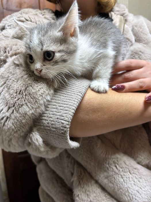 Отдам котят в добрые руки