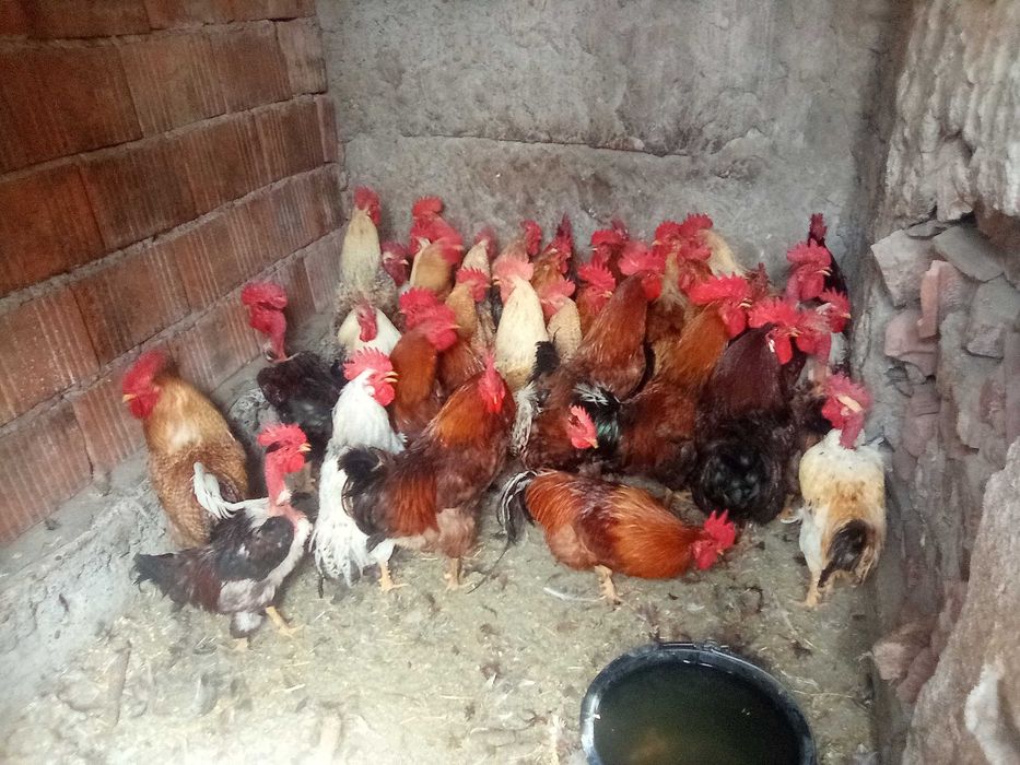 Vând găini, cocoși, curci.