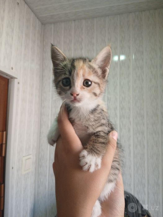 Mushuklar tekin beriladi