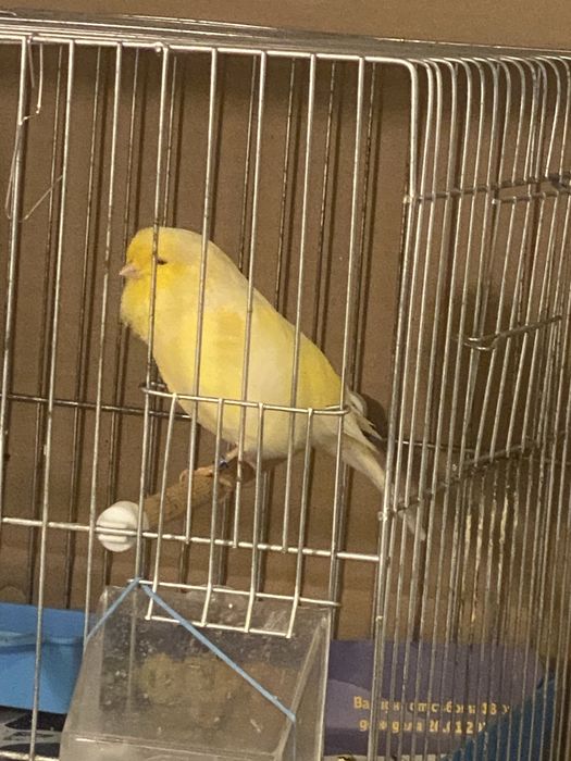 Канари Глостери 2024