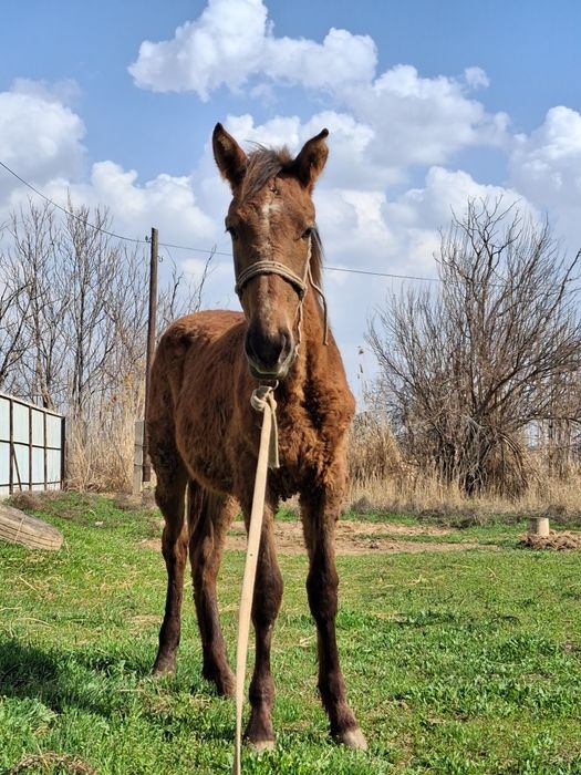 Тай жане жабагы сатылады