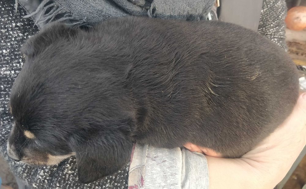 Две малки бонбончета си търсят любящ стопанин