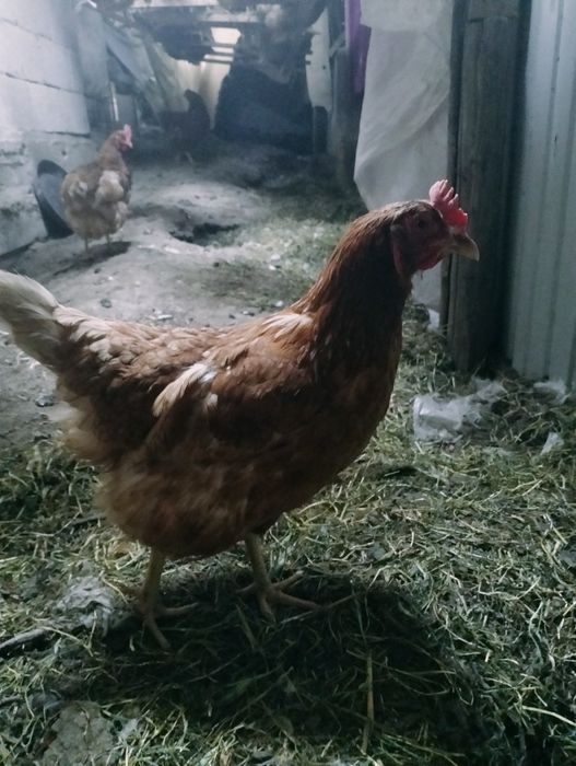 Куры тауықтар Адлер ломан