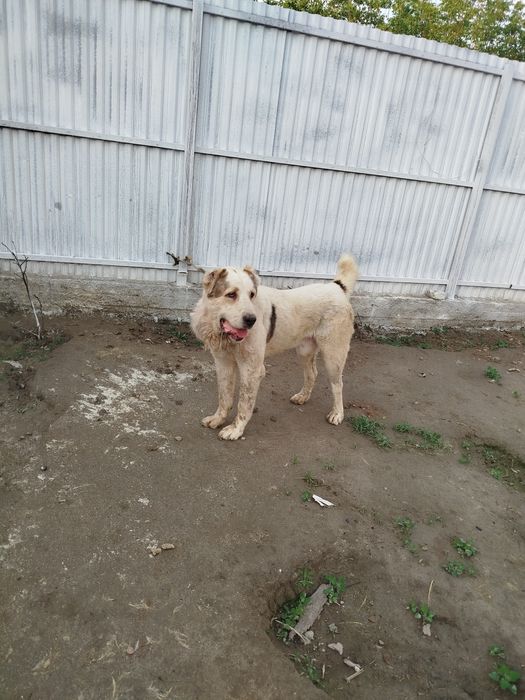 Toza alabay sotiladi 1.5 yosh