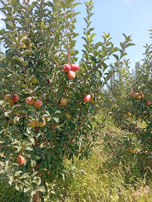 Продам яблоки Дамира