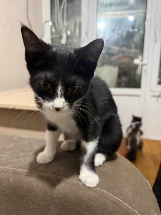 Котёнок девочка, 2 месяца