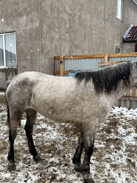 Бие сатылымда.