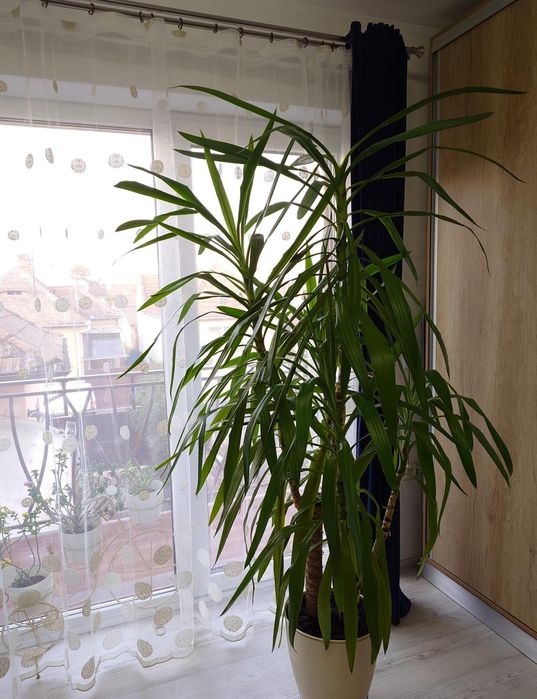 Plante Yucca de vânzare