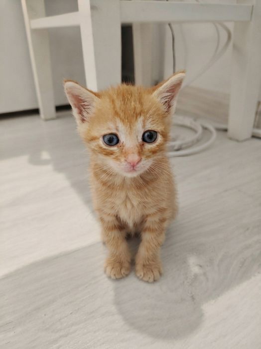 Adopție Pui Pisică ( 2 luni) Brașov, Gratuit