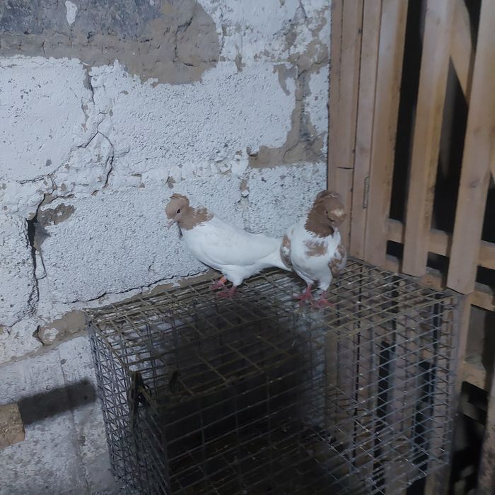 Сарыбас двух чуби  чубати пара