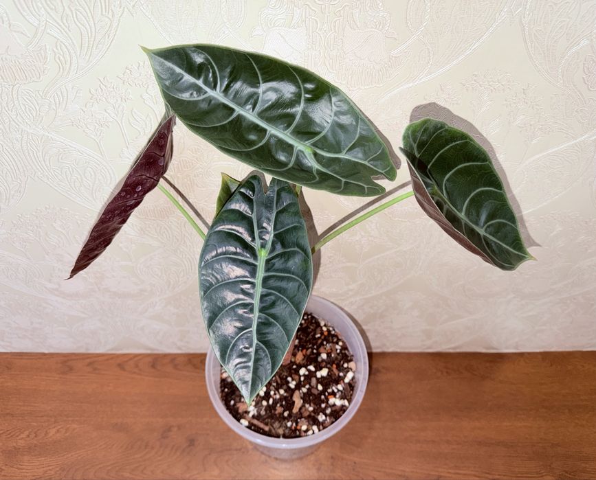 Алоказия, комнатные растения, комнатные цветы