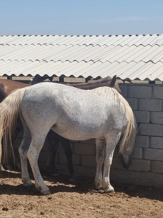 Айғыр бар жуас үйірге жақсы