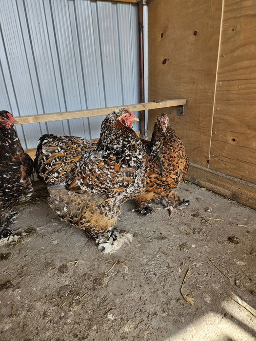 Ouă incubat Brahma Porțelan