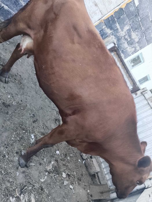 Продаю корову дойную