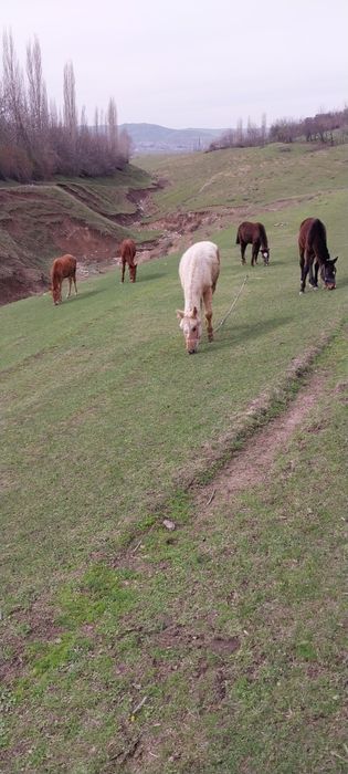 8 .9 ойлик местный тойлар сотилади сони 5 та .1 та эркак 4 ургочи. Сог