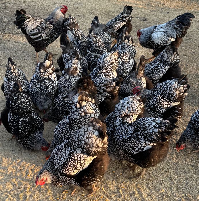 Ouă Wyandotte Argintiu